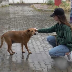 (C)『犬と戦争』製作委員会